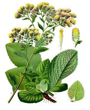 Inula conyzae - Köhler–s Medizinal-Pflanzen-192.jpg