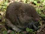 Microtus lusitanicus.jpg
