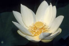 Nelumbo lutea blossom.jpg