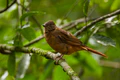 Rufous Flycatcher-Thrush - Uganda Budongo Uganda 06 4875 (17208949816).jpg