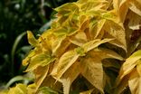 Solenostemon scutellarioides yellow.jpg