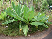 Starr 080716-9290 Ensete ventricosum.jpg