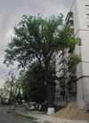 Дуб татарский