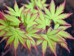 Acer palmatum sango kaku.jpg