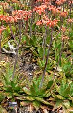 Aloe saponaria 2.jpg
