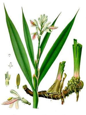 Alpinia officinarum - Köhler–s Medizinal-Pflanzen-156.jpg