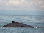 Ballena jorobada y ballenato en Bahía Málaga.JPG