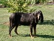 Black And Tan Coonhound.jpg
