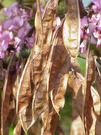 Cercis siliquastrum0.jpg