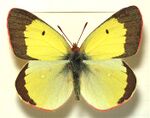 Colias.palaeno.mounted.jpg