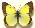 Colias.palaeno.mounted.jpg