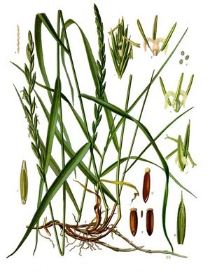 Elytrigia repens - Köhler–s Medizinal-Pflanzen-203.jpg