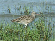 Far Eastern Curlew cairns RWD1.jpg
