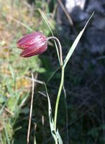 Fritillaria orientalis4.jpg
