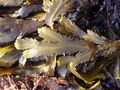 Stramenopila/Chromista - Fucus serratus
