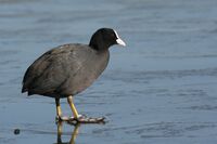 Fulica atra on ice.jpg