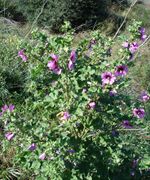Lavatera arborea1.jpg