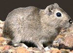 Microcavea australis.png