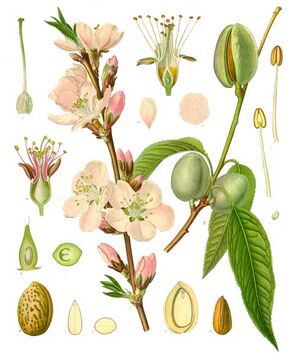 Prunus dulcis - Köhler–s Medizinal-Pflanzen-250.jpg