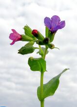 Pulmonaria obscura 20090512 014.jpg