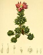 Sempervivum montanum Atlas Alpenflora.jpg