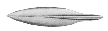 Sepioteuthis lessoniana gladius.jpg