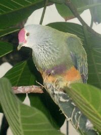 Stavenn Ptilinopus roseicapilla 01.jpg