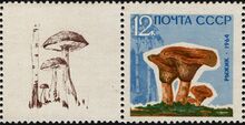 The Soviet Union 1964 CPA 3127A stamp with left label3 (Mushrooms. Saffron milk cap or red pine mushroom (Lactarius deliciosus) with birch bolete (Leccinum scabrum)) 600 dpi.jpg