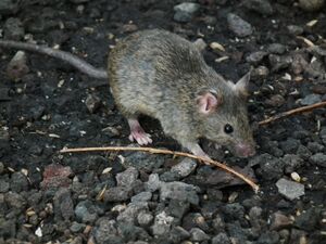 Verletzte Hausmaus.JPG