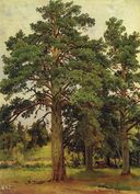 Сосна без солнца. Мери-Хови. Этюд (Шишкин).jpg