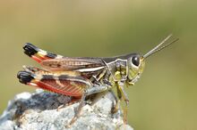 Arcyptera microptera carpentieri male (14847844510).jpg