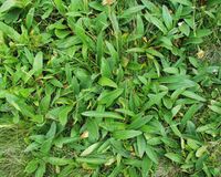 Arnica montana rosette markstein france.JPG