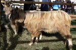 Bionda adamello3.JPG