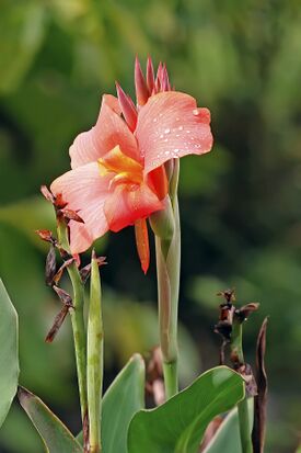 (Canna hybrida)