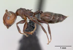 Crematogaster scutellaris casent0173180 profile 1.jpg