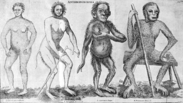 Hoppius Anthropomorpha.png