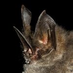 Lonchorhina aurita (10.3897-subtbiol.28.31801) Figure 4.jpg