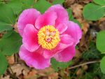 Paeonia daurica in Laspi1.JPG