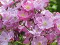 Rosa sp.304.jpg