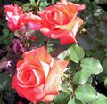 Rose Späths Jubiläum.jpg