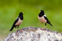 Rosy Starling (Pastor roseus) (8079444740).jpg