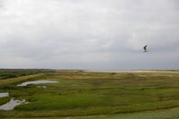Texel De Slufter.jpg