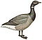 The geese of Europe and Asia (Branta bernicla bernicla).jpg