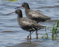 Tringa erythropus s2.JPG