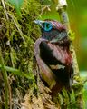 VisayanWattleBroadbillMale.jpg
