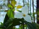 White Trillium (Trillium grandiflorum).png