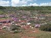 Wildflowers-West Coast National Park-PICT0014.jpg