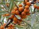 20140728Hippophae rhamnoides2.jpg