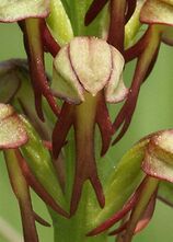 Aceras anthropophorum flowers fragment.jpg