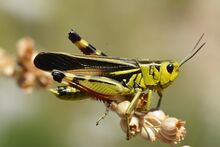 Arcyptera fusca male (31067418133).jpg